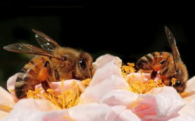 Abejas-trabajando-sobre-flor