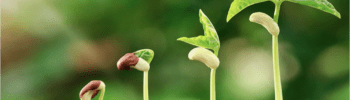 semillas-creciendo-diferentes-alturas