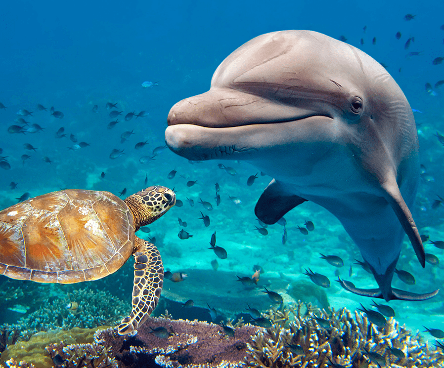 metafora-delfin-tortuga-velocidad-trabajo-de-fondo